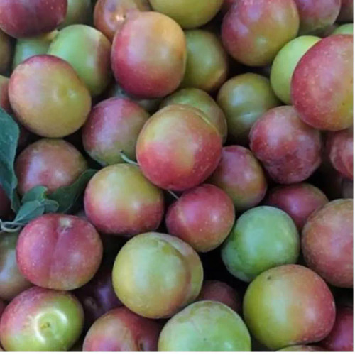 نهال آلوچه مراغه در نهالستان ساقه طلا حداقل ارسال 4 عدد