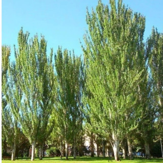 نهال سپیدار