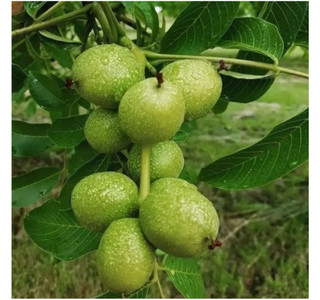گردو آلتای ترکیه دو ساله